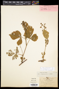 Rubus setosus image