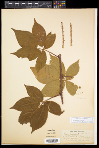 Rubus setosus image