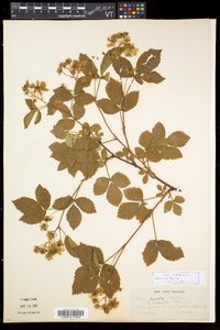 Rubus setosus image