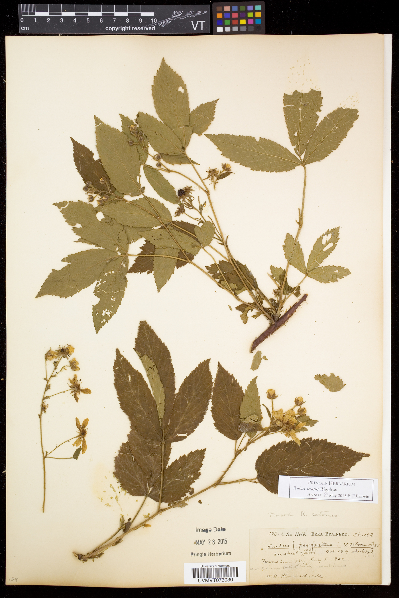 Rubus setosus image