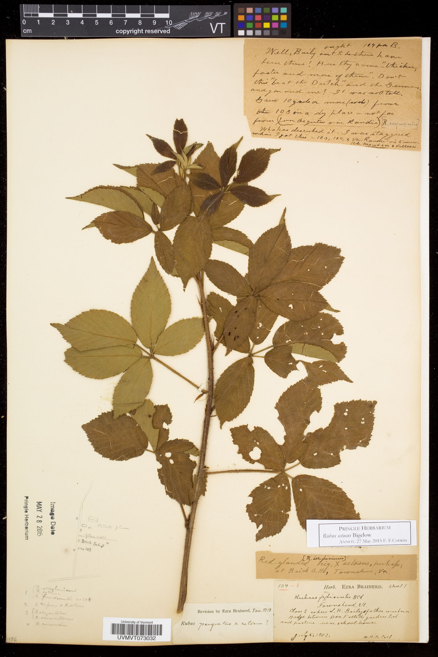 Rubus setosus image