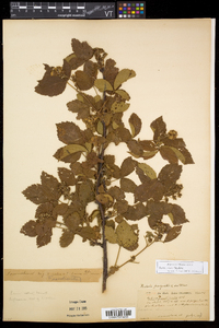 Rubus setosus image