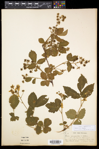 Rubus setosus image