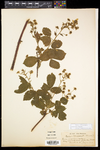 Rubus setosus image