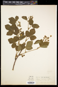 Rubus frondosus image