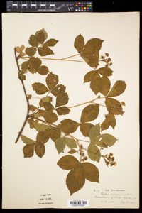 Rubus frondosus image