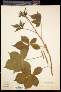 Rubus frondosus image