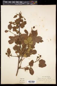 Rubus frondosus image