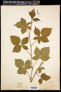 Rubus frondosus image