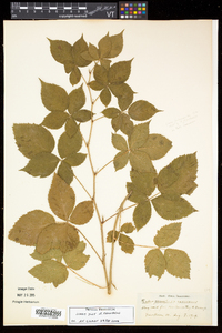 Rubus frondosus image