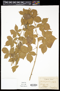 Rubus frondosus image