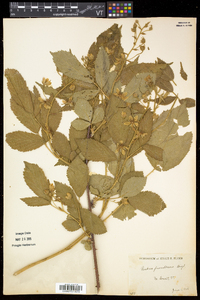 Rubus frondosus image