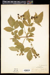 Rubus frondosus image