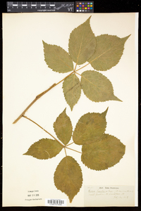 Rubus frondosus image