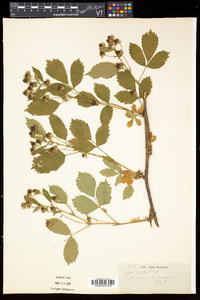 Rubus frondosus image