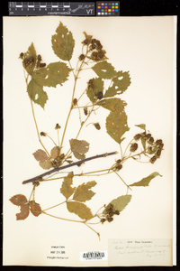 Rubus frondosus image