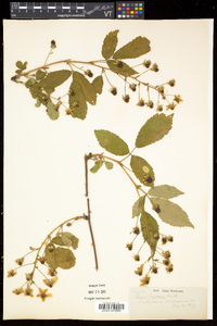 Rubus frondosus image