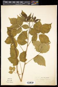 Rubus frondosus image