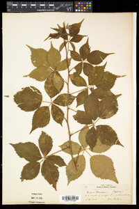 Rubus frondosus image