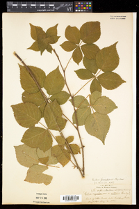 Rubus frondosus image