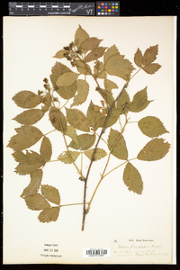 Rubus frondosus image