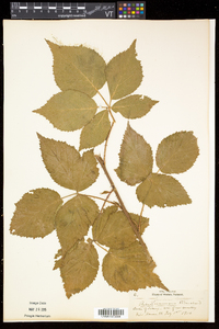 Rubus frondosus image