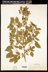 Rubus frondosus image