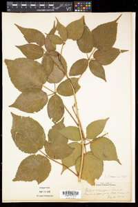 Rubus frondosus image