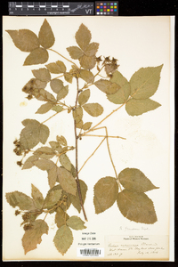 Rubus frondosus image