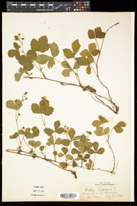 Rubus hispidus image