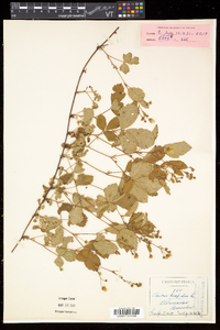 Rubus hispidus image