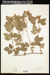 Rubus argutus image