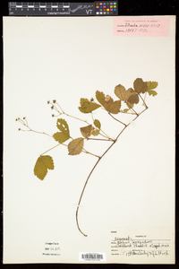 Rubus hispidus image