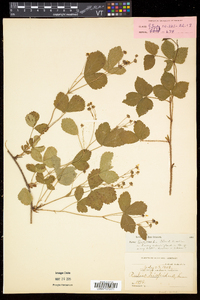 Rubus hispidus image