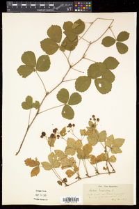 Rubus hispidus image