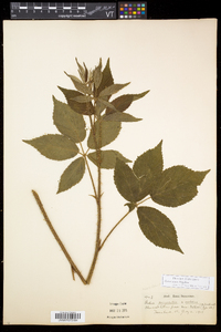 Rubus setosus image