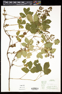 Rubus hispidus image