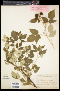 Rubus occidentalis image