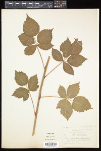 Rubus argutus image