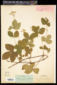 Rubus hispidus image
