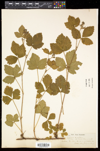 Rubus hispidus image