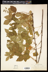 Rubus hispidus image