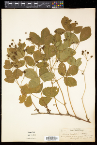 Rubus hispidus image