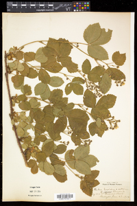 Rubus hispidus image