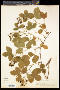 Rubus hispidus image