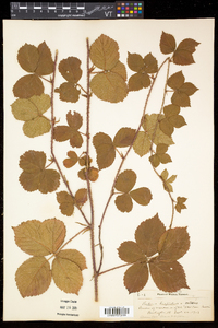 Rubus hispidus image