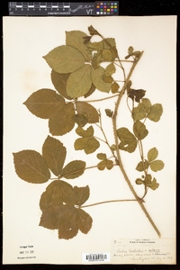 Rubus hispidus image