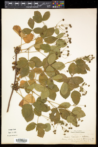 Rubus hispidus image