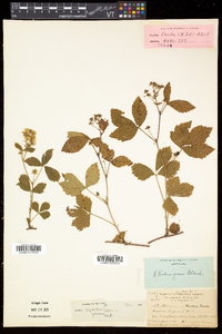 Rubus hispidus image