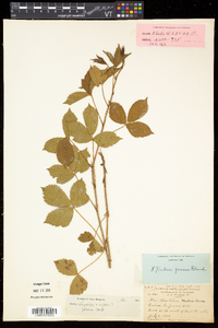 Rubus hispidus image